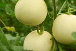 甜瓜最新爆料下载手机版