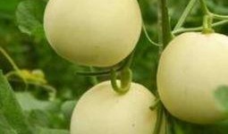 甜瓜最新爆料下载手机版