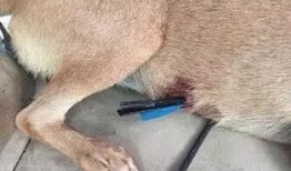 娱乐圈爆料流浪狗是谁啊,流浪狗身份揭秘！