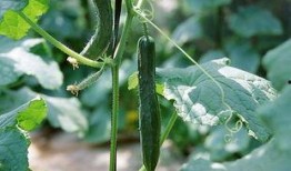 黄瓜农药爆料视频,黄瓜农药滥用视频曝光，食品安全引关注