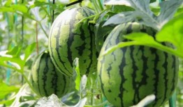 免费正能量吃瓜视频下载