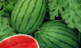 静海吃瓜的网红叫什么名字,揭秘网红“静海吃瓜”的爆红之路