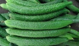 黄瓜农药爆料视频,黄瓜农药滥用视频曝光，食品安全引关注