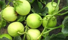 甜瓜最新爆料下载手机版