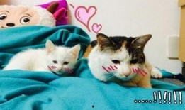 猫妹妹最新爆料是哪一期