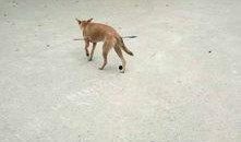 娱乐圈爆料流浪狗是谁啊,流浪狗身份揭秘！